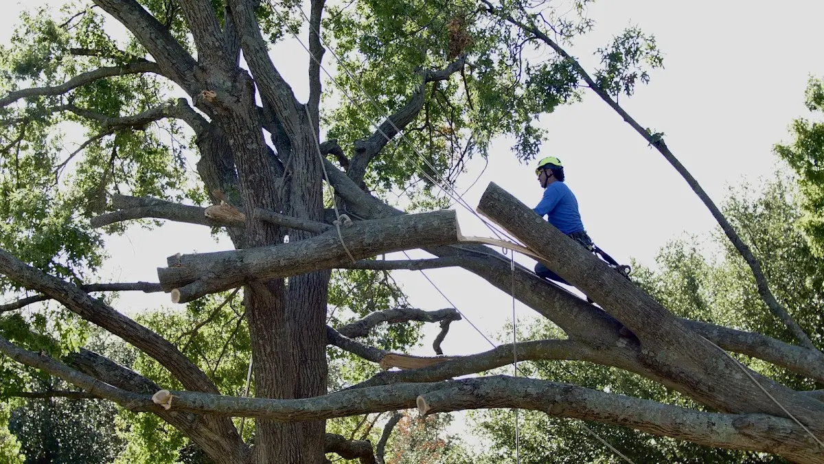 Professional Hazardous Tree Removal performed by certified arborists in South Dartmouth